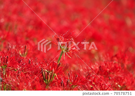 十月初拍攝的深紅色的Higanbana田地染成深紅色 70578751