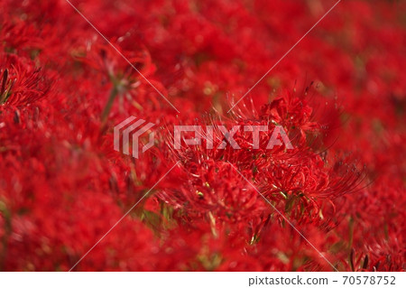 A cluster amaryllis field in full bloom that is dyed crimson in the sun, taken in early October 70578752