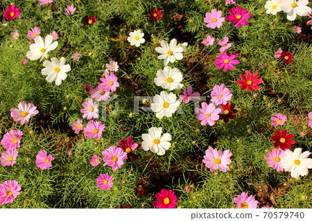 Colorful cosmos in full bloom at Ashikaga Flower Park (1) Colorful cosmos in full bloom at Ashikaga Flower Park (1) 70579740