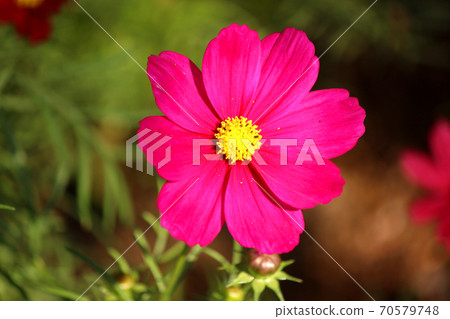 Red cosmos in full bloom at Ashikaga Flower Park Red cosmos in full bloom at Ashikaga Flower Park 70579748