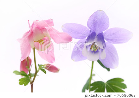 Aquilegia flabella Miyama Odamaki blue and red flowers white background Aquilegia flabella Miyama Odamaki blue and red flowers white background 70580062