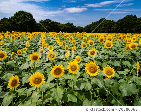 Sunflowers blooming toward the sun Sunflowers blooming toward the sun 70580368
