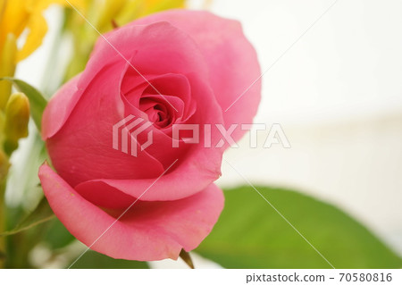 粉紅玫瑰 粉紅玫瑰 70580816