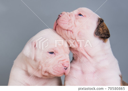 Two funny American Bulldog puppies dogs on gray Two funny American Bulldog puppies dogs on gray 70580865