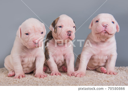 Three funny American Bulldog puppies dogs on gray 70580866