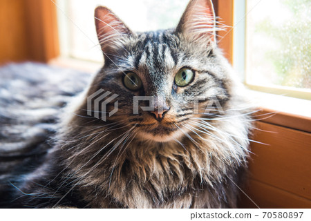 norwegian cat Sitting on Window Sill looking out norwegian cat Sitting on Window Sill looking out 70580897