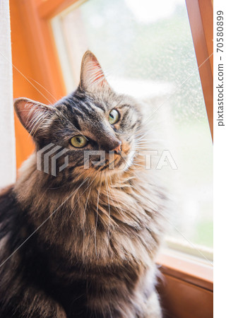 norwegian cat Sitting on Window Sill looking out norwegian cat Sitting on Window Sill looking out 70580899