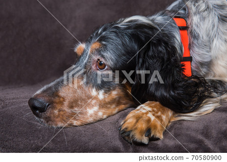 Beautiful English Setter with brown spots sleeping 70580900