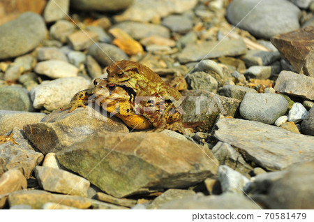 沒有幼崽的蟾蜍 70581479
