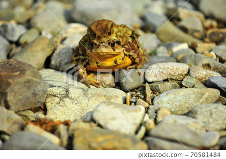 A toad without a cub 70581484
