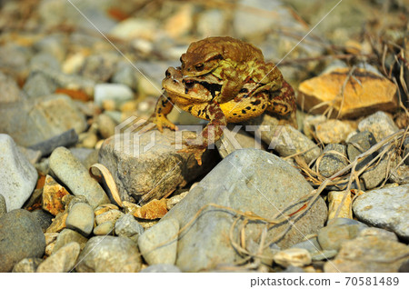 A toad without a cub A toad without a cub 70581489