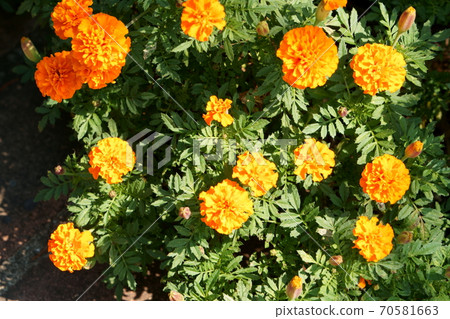 Marigold blooming in the flowerbed of Saidaiji Ryokka Park, Higashi-ku, Okayama City, Okayama Prefecture 70581663