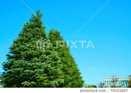 Cedar and Hyakuhana Plaza building and blue sky in Saidaiji Ryokka Park, Higashi-ku, Okayama City, Okayama Prefecture 70581667