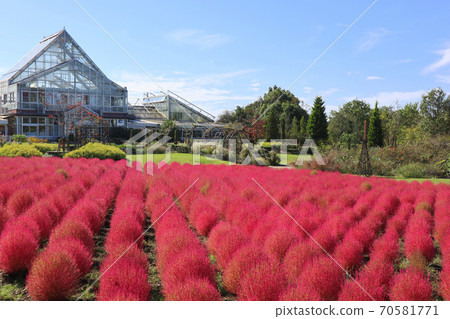 千葉縣野田市清水公園，幻想花溫室，玻璃房和秋葉（十月） 70581771