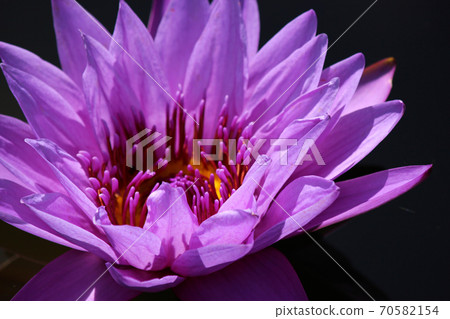 Purple water lily that Ashikaga bloomed in the pond of Flower Park (2) Purple water lily that Ashikaga bloomed in the pond of Flower Park (2) 70582154