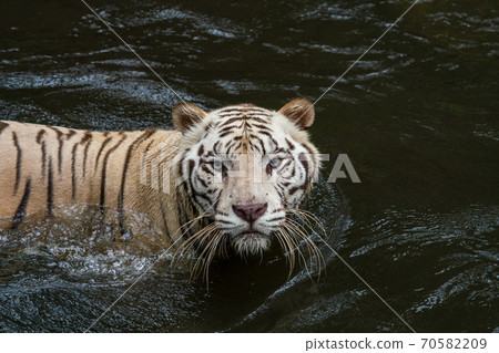 [Tiger] White tiger 70582209
