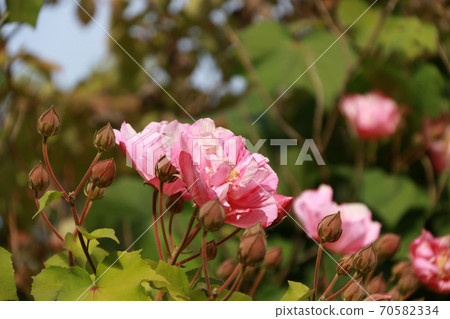 Pink rose blooming on the tree. a prickly bush or shrub that typically bears red, pink 70582334