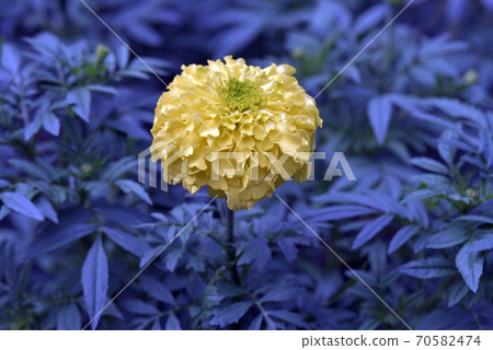 美國萬壽菊 美國萬壽菊 70582474