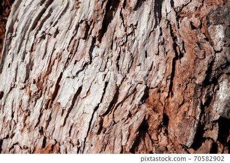 Close up of brown and gray tree surface with day light for background texture. Close up of brown and gray tree surface with day light for background texture. 70582902
