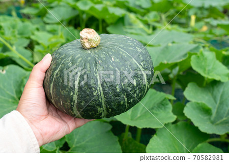 Pumpkin field and pumpkin fruit harvest (July) Home garden 70582981