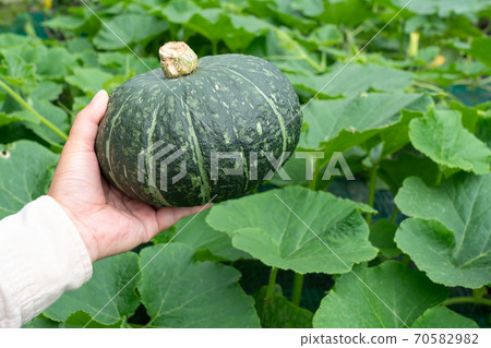 Pumpkin field and pumpkin fruit harvest (July) Home garden 70582982