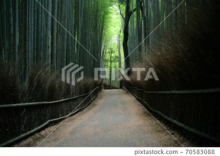 Sagano竹林路 Sagano竹林路 70583088