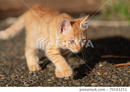小貓走來走去,茶虎貓 小貓走來走去,茶虎貓 70583251