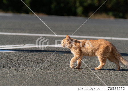 貓過馬路 貓過馬路 70583252