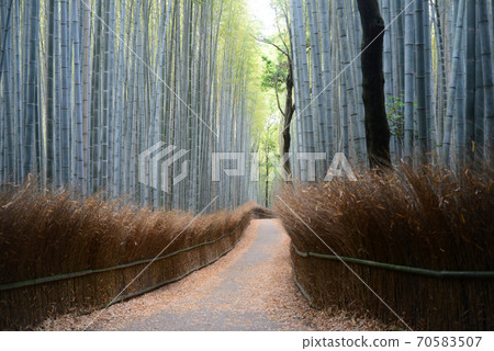 Sagano bamboo grove road Sagano bamboo grove road 70583507
