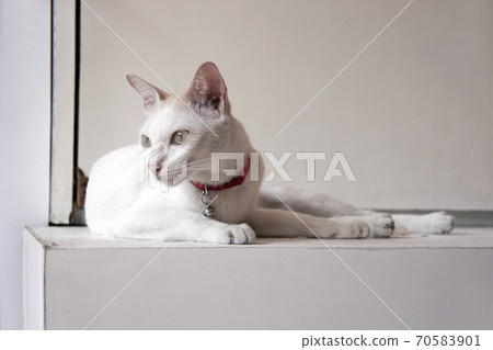 White cat and orange color on the head laying down on the white table.  70583901