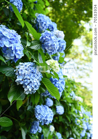 Cityscape Asuka's small hydrangea 70583934