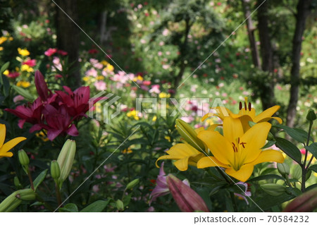 Yurien Akiha Sohonden 70584232