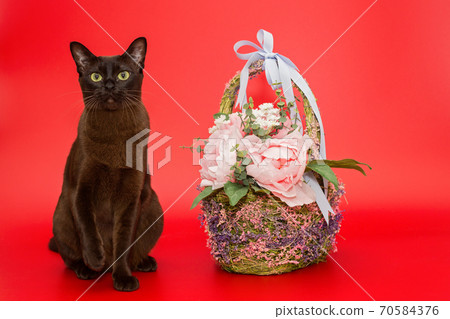 American Burmese cat and basket and flowers American Burmese cat and basket and flowers 70584376