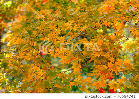 秋天的樹葉 70584741