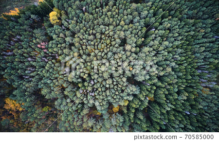 Green forest with colorful trees 70585000
