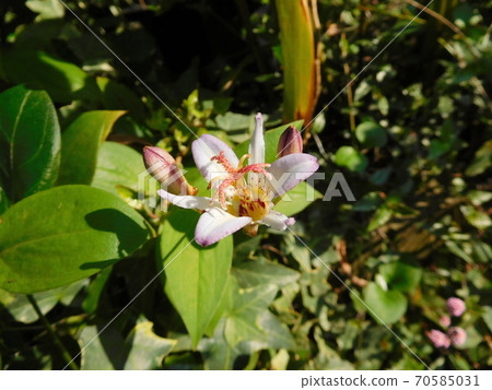 Hototogisu flower Hototogisu flower 70585031
