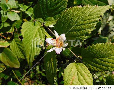 Hototogisu flower Hototogisu flower 70585036