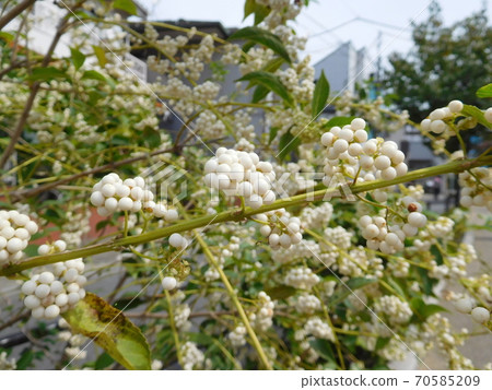 Fruit of white silk 70585209