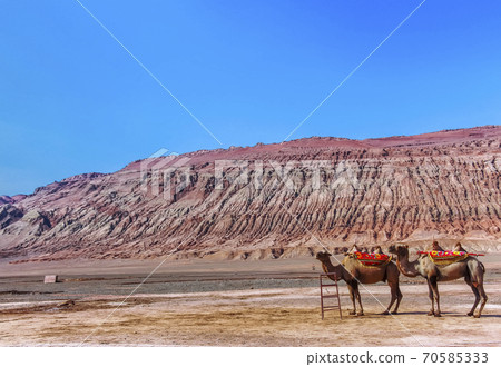 Bactrian Camels were the principal means of transportation for the historic Silk Road Bactrian Camels were the principal means of transportation for the historic Silk Road 70585333