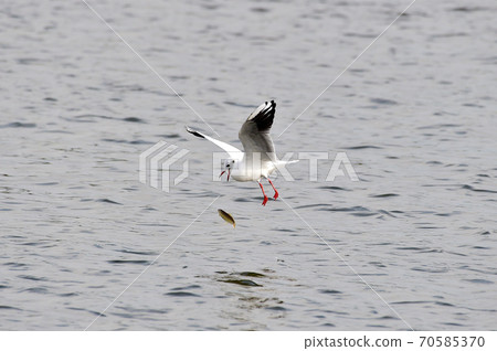 Red Beaked Seagull Red Beaked Seagull 70585370