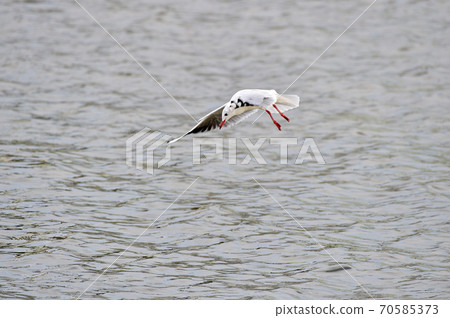 紅喙海鷗 紅喙海鷗 70585373