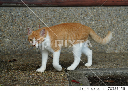 A young stray cat brother who gently protects a red stranger's abandoned cat kitten 70585456