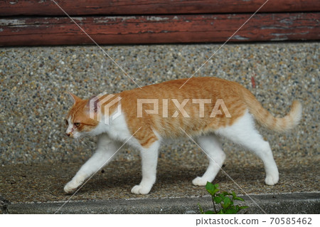 A young stray cat brother who gently protects a red stranger's abandoned cat kitten 70585462