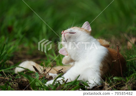 A young stray cat brother who gently protects a red stranger's abandoned cat kitten 70585482
