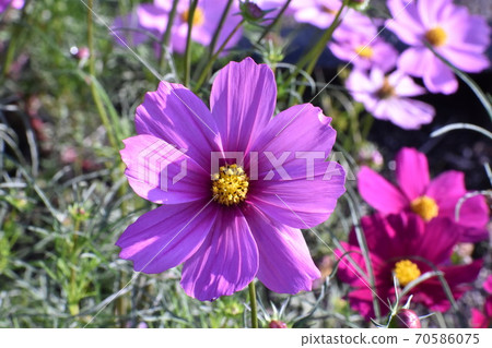 Cosmos blooming in late autumn Cosmos blooming in late autumn 70586075