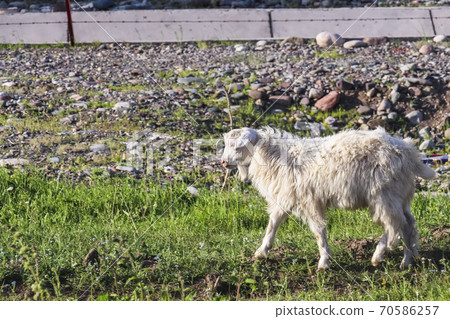A white fur domesticated Xinjiang goat 70586257