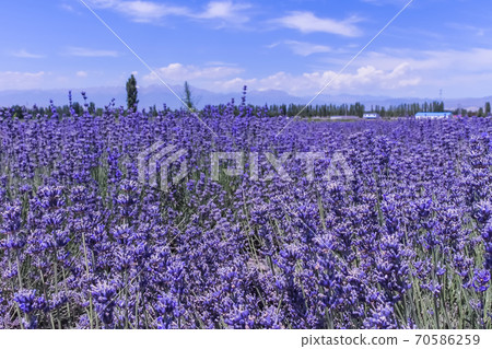 The Huocheng Lavender Fields is the 3rd largest lavender planting base in the world The Huocheng Lavender Fields is the 3rd largest lavender planting base in the world 70586259