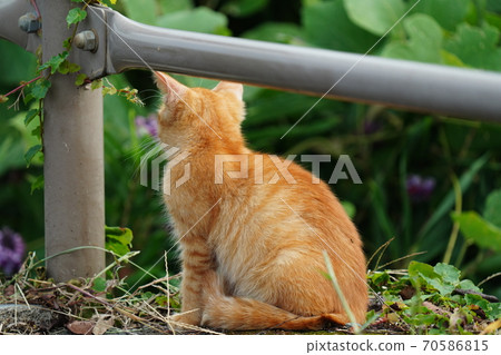A stray cat kitten waiting for her sister to return while living with her estranged sister 70586815