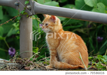 A stray cat kitten waiting for her sister to return while living with her estranged sister 70586816