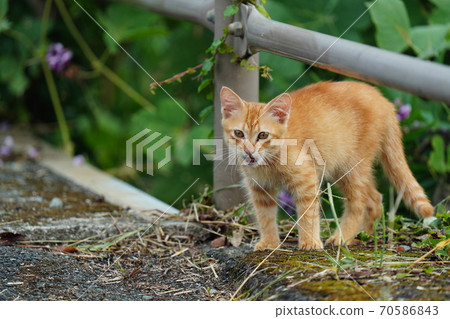 A stray cat kitten waiting for her sister to return while living with her estranged sister A stray cat kitten waiting for her sister to return while living with her estranged sister 70586843